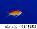 アカネハナゴイ