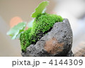 苔玉　ミニ盆栽