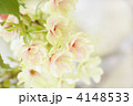 八重桜（ウコン）