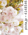 八重桜（フゲンゾウ）