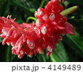 観葉植物の花