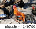 鶏
