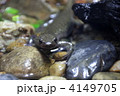 クロサンショウウオ