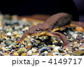 サンショウウオ