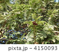 4150093