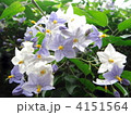 ツルハナナス