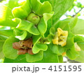 カキの花と赤ちゃん（実）