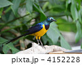 キンムネチョウビテリムク