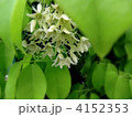 アケビの仲間の美味しいムべの花