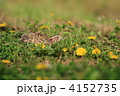 ウズラ