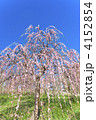 紅枝垂れ梅