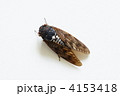 アブラゼミ
