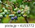 ブルーベリー