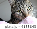 アメショ～。