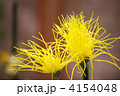 嵯峨菊 嵯峨菊