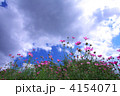 空に伸びるコスモス 空に伸びるコスモス