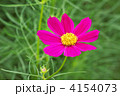 コスモス コスモス
