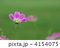 コスモス コスモス
