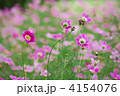 コスモス コスモス