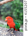 キンショウジョウインコのオス