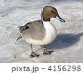 高松の池のカモ