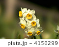 素材ナンバー 4156299 : 「水仙です。」