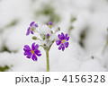 素材ナンバー 4156328 : 「雪のつもった桜草」