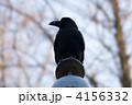 素材ナンバー 4156332 : 「孤高のカラス」