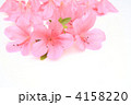 サツキの花