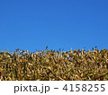 青空と竹藪
