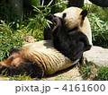 仰向けのパンダ