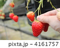 いちご狩りをする手