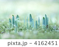 芽生え　１