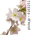 啓翁桜1