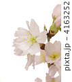 啓翁桜2