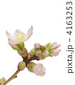 啓翁桜3