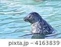 アザラシ