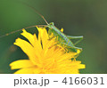 ブタナとバッタ