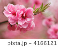 ハナモモ