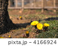 2月　フクジュソウ・キンポウゲ科88