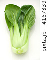 青梗菜