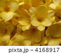 4168917