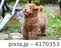 庭で遊ぶトイプードル