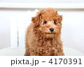 白い台の上のトイプードル