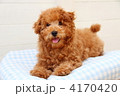 白い塀とトイプードル