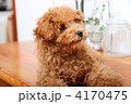 机の上のトイプードル