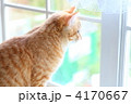 窓から外を見てる茶トラ猫
