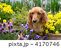 お庭の花とミニチュアダックス