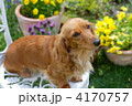 お庭の花とミニチュアダックス