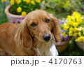 お庭の花とミニチュアダックス
